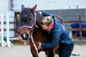 Pferdeosteopathie Seminar mit Ariane von Oertzen Becker